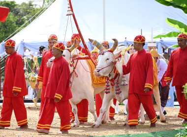พระราชพิธีพืชมงคลจรดพระนังคัลแรกนาขวัญ ปีพุทธศักราช 2569 พารามิเตอร์รูปภาพ 7